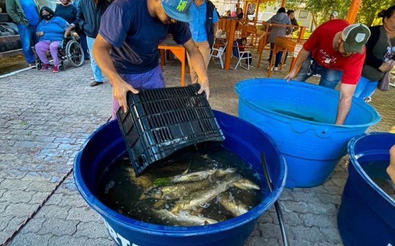 Feira do Peixe Vivo